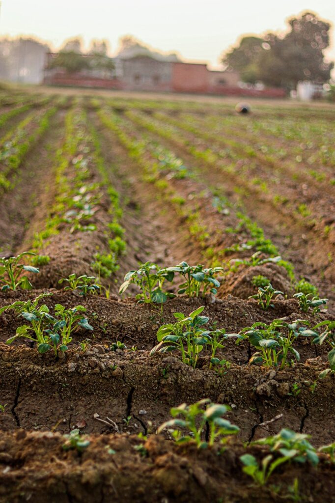 bang rak, field, farm, india, planting, farming, village, indian village, indian village, indian village, indian village, indian village, indian village