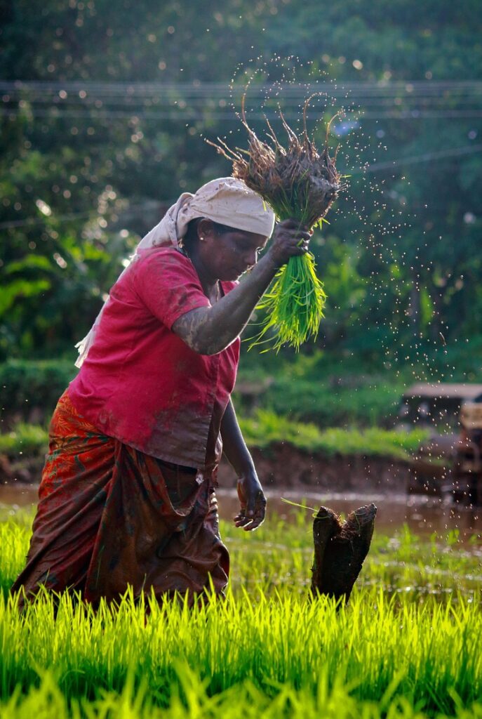 kerala, outdoor, cultivating, india, green, farmland, life, people, agriculture, countryside, labor, water, farmer, asia, field, nature, environment, cultivation, farming, seedlings, farmer woman, woman, worker, working, paddy field, kerala, kerala, kerala, kerala, kerala, paddy field