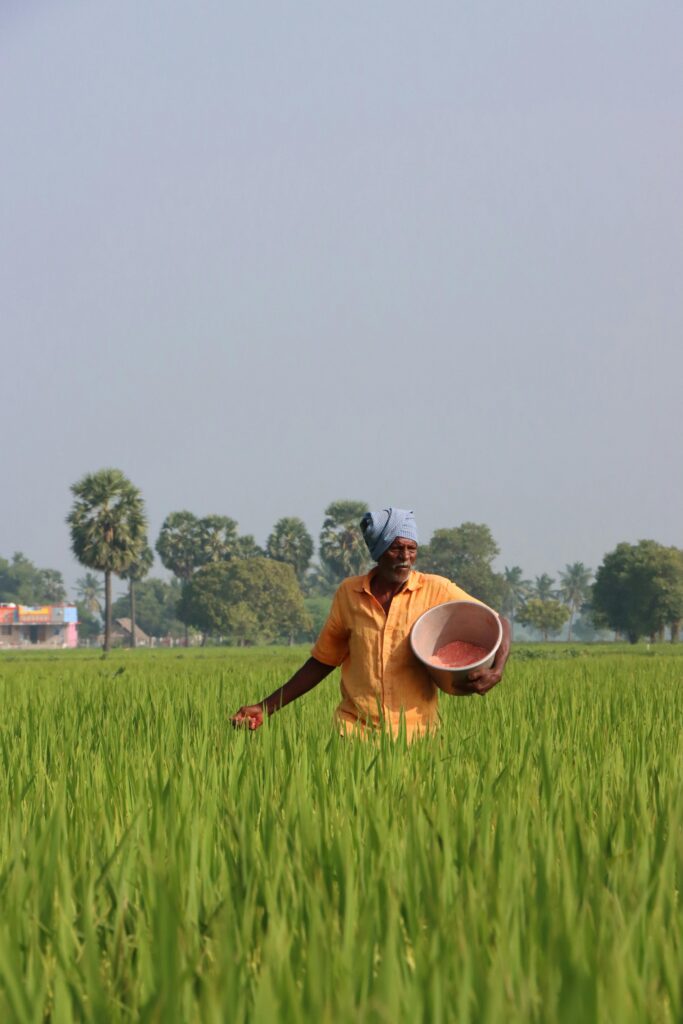 An elderly farmer walking through lush green rice fields under a clear summer sky.